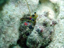 Hermit crab looking at me with those beady eyes. I could ... by Aaron Longshore 